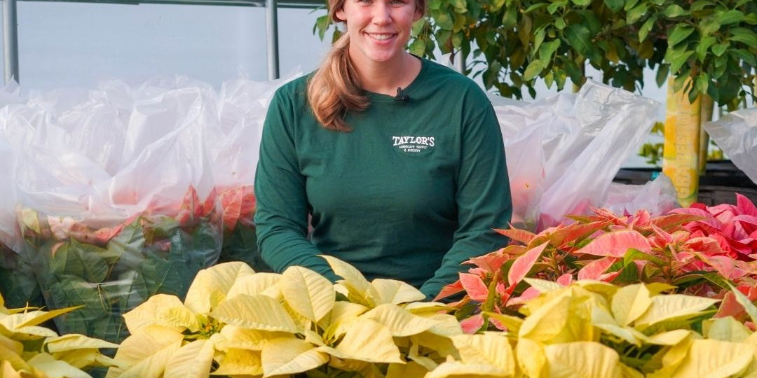 Poinsettias Now Available at Taylor's in Bluffton!