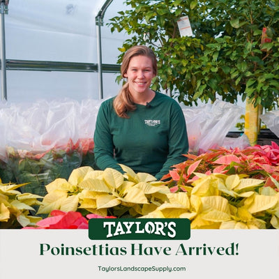Poinsettias Now Available at Taylor's in Bluffton!