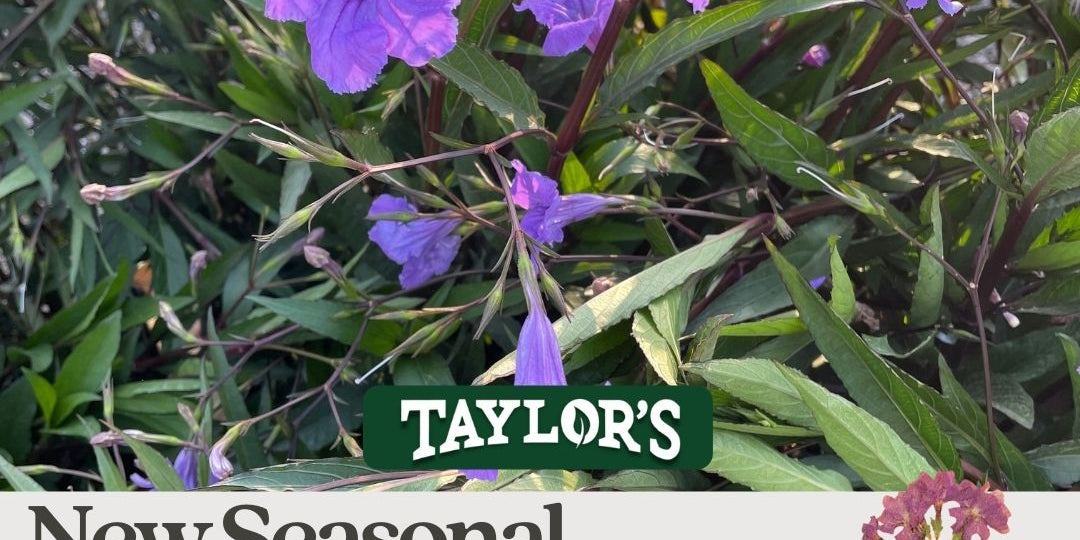 New Spring Colors are Here!