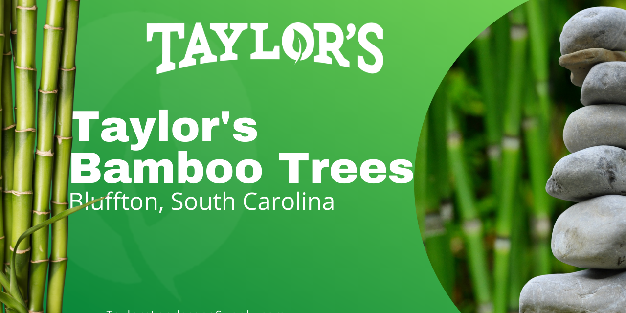 Bamboo Trees Now at Taylor's Landscape Supply in Bluffton