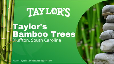 Bamboo Trees Now at Taylor's Landscape Supply in Bluffton