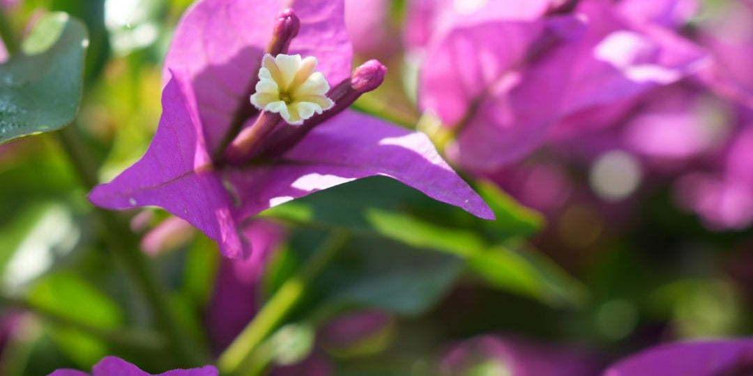 Summer's Here and Taylor's Landscape Supply Has the Scoop on All Things Green