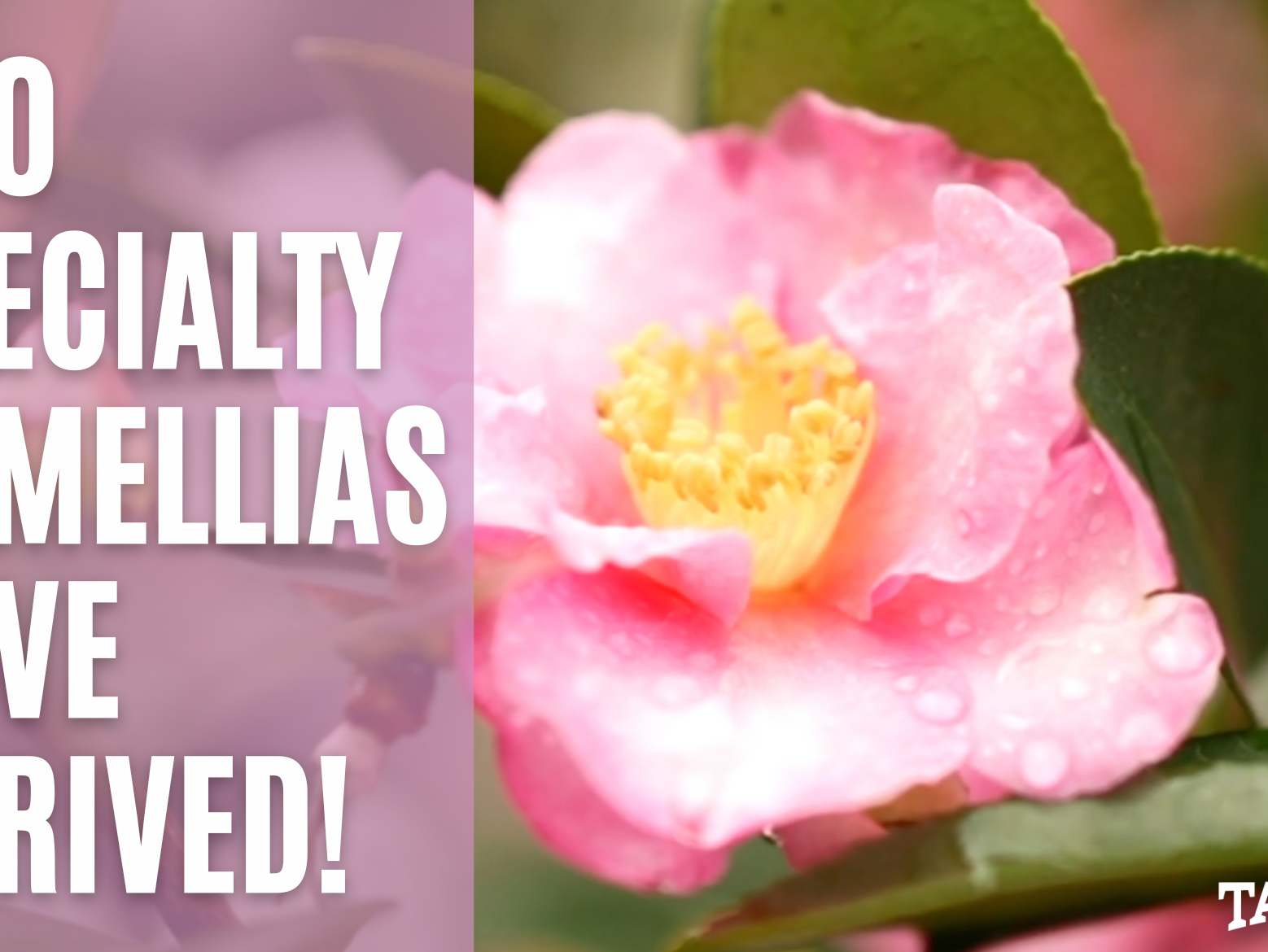 200 Specialty Camellias Have Just Arrived!