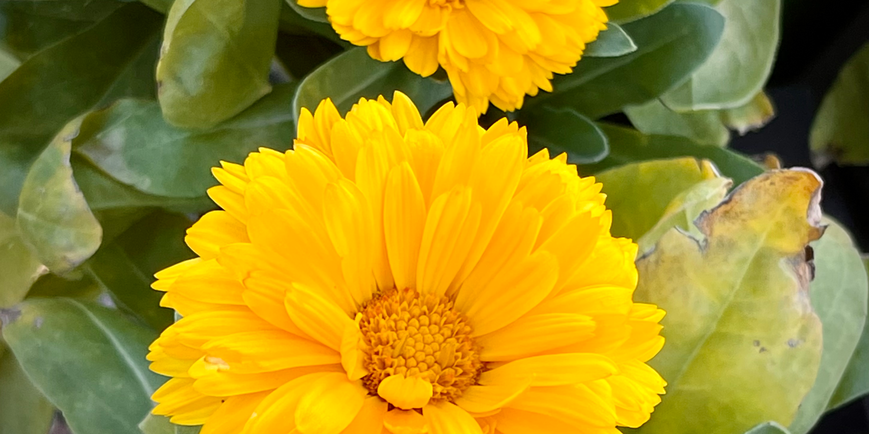 Taylor's Landscape Supply is the Place to be this Spring