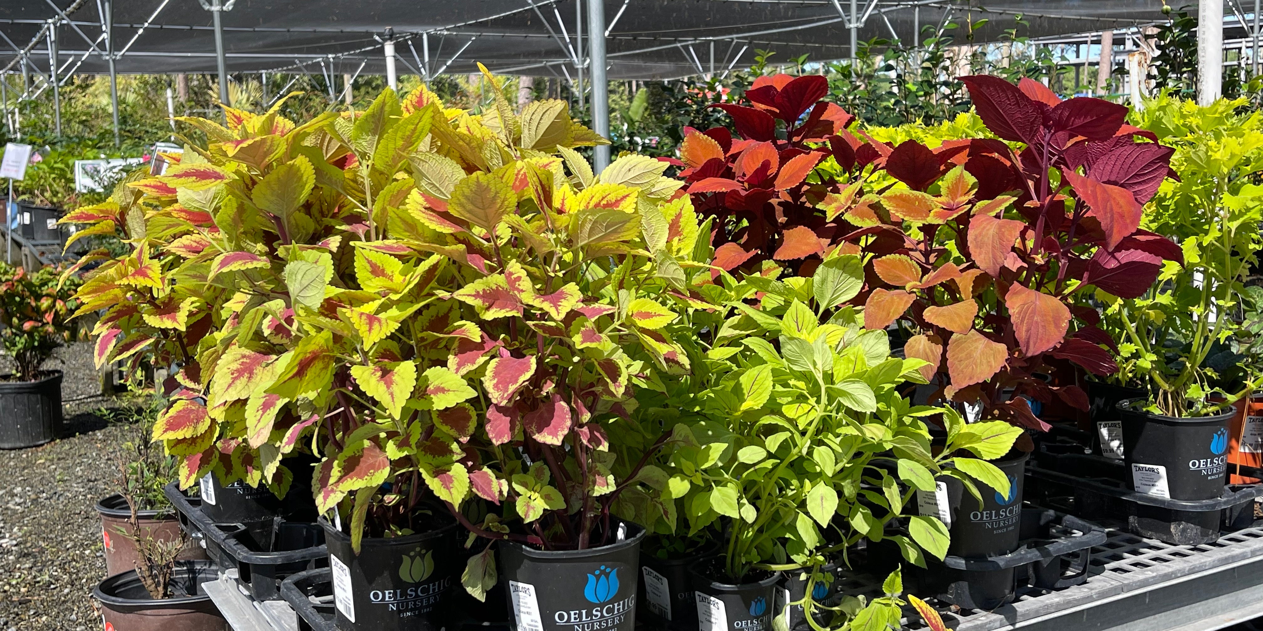 Fertilizing Your Plants and Flowers During Winter in the Lowcountry