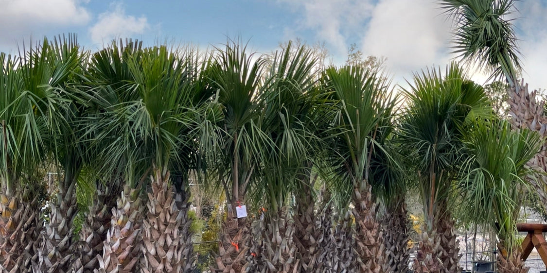 Taylor's Landscape Supply in Summerville