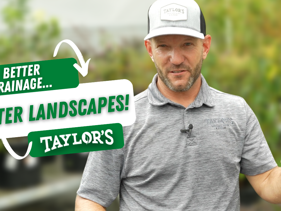 Better Drainage Means a Better Lowcountry Yard & Landscape