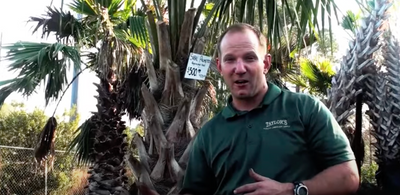 How To Plant A Palm Tree | Taylor's Quality Landscape Supply & Nursery