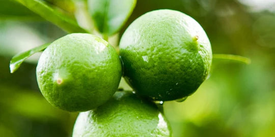 BOGO CITRUS TREES AT TAYLOR'S IN BLUFFTON AND BEAUFORT