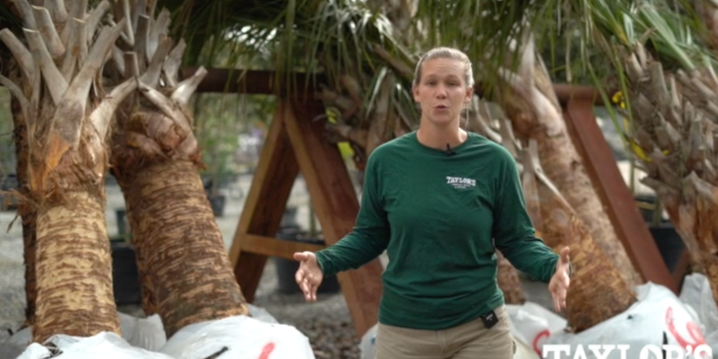 NEW! Palm Trees Have Arrived at Taylor's in Bluffton, SC!