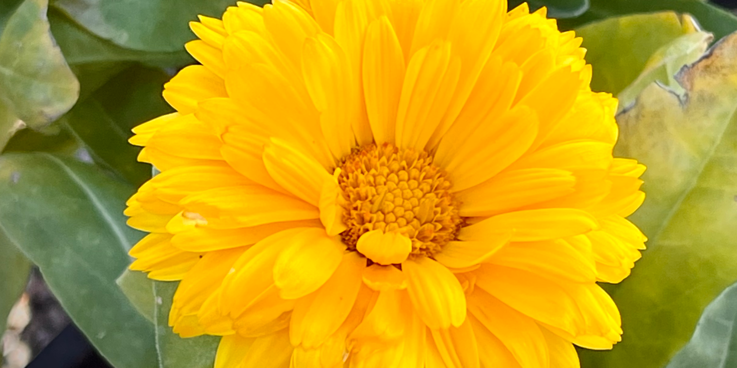 Getting Out in Nature or Spending Time in Your Garden Can Help You Relax and Reduce Stress