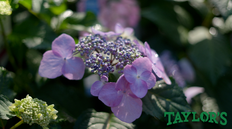 25% Off Summer Sale Event