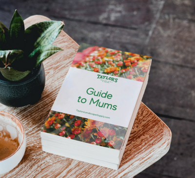 Taylor's Landscape Supply - The Official Guide to Mums