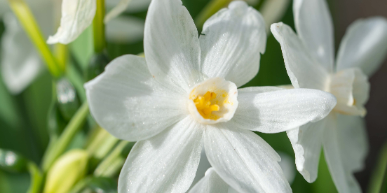 Refresh Your Outdoor Space by Visiting our Nursery in Bluffton or in Beaufort