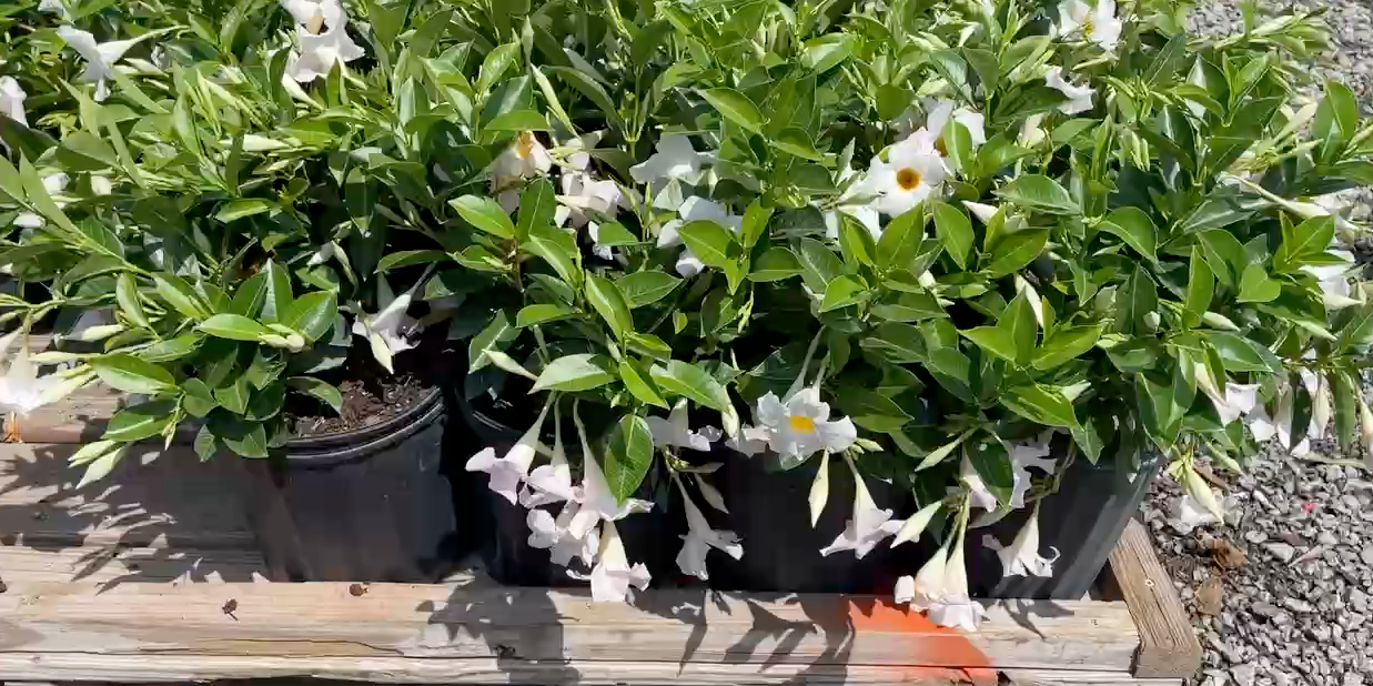 Best Flower Selection in Bluffton, SC: Celebrate Spring with Vibrant Colors from Taylor's Landscape Supply!