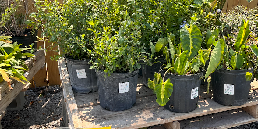 Clearance Sale at Taylor's in Beaufort!