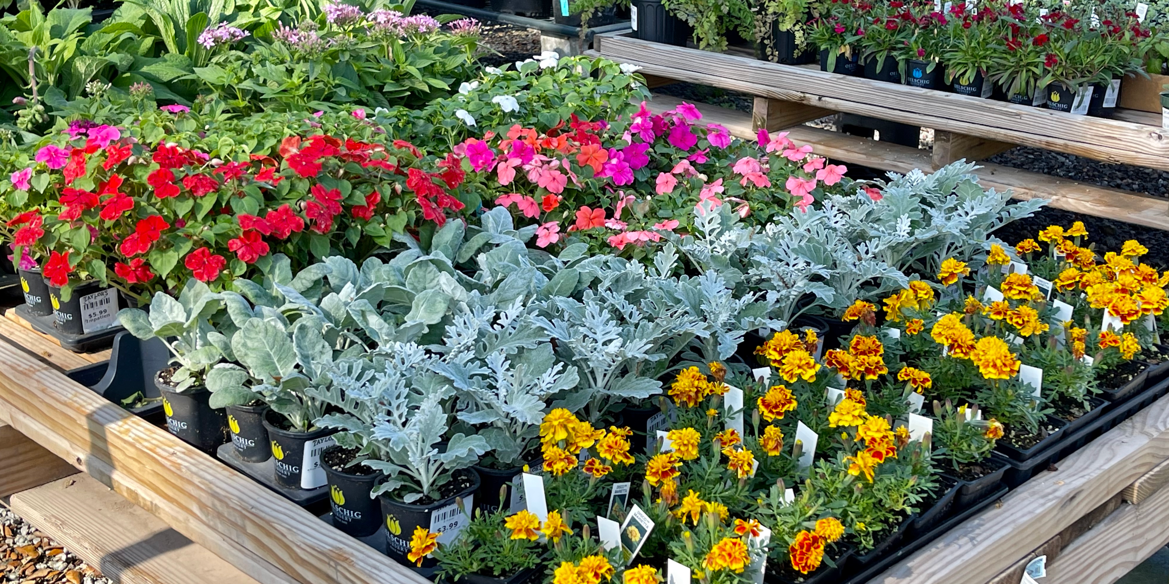 BOGO SALE AT OUR BEAUFORT GARDEN CENTER - Taylor's Landscape Supply