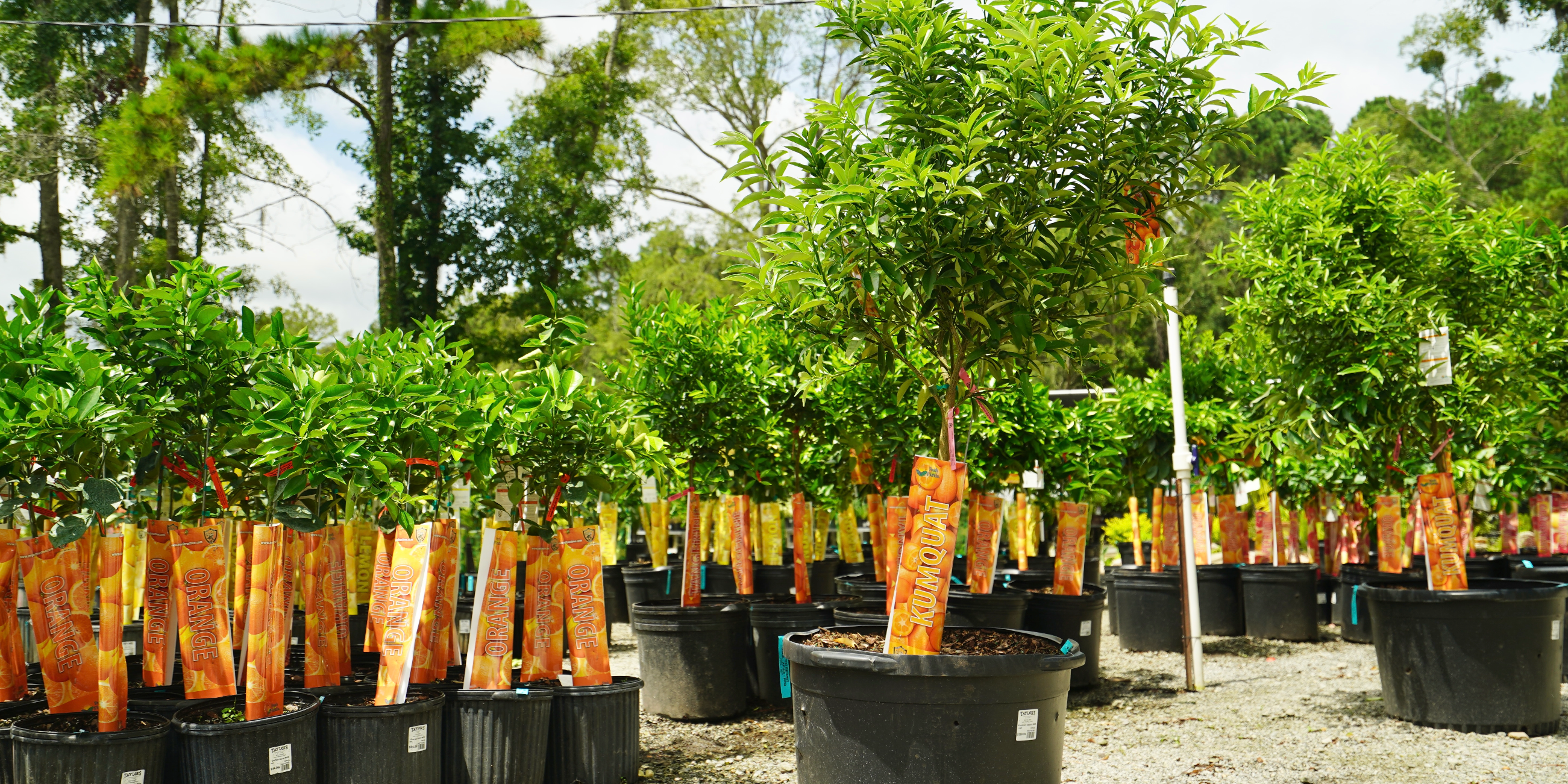 Taylors Landscape Supply's Educational Video Series: Meet Tom, the Master Gardener Transforming Landscaping in Bluffton, Beaufort, and Beyond