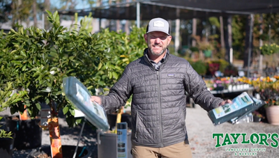 Ultimate Lowcountry Frost Protection for Your Plants in Bluffton and Beaufort Garden Center