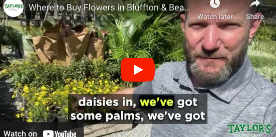 New Arrivals are now at our garden center in Bluffton & Beaufort!