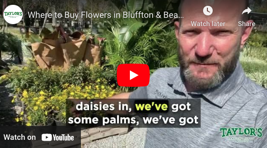 New Arrivals are now at our garden center in Bluffton & Beaufort!