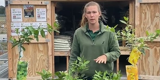 How do I take care of my citrus trees? This is a question we get asked all the time.