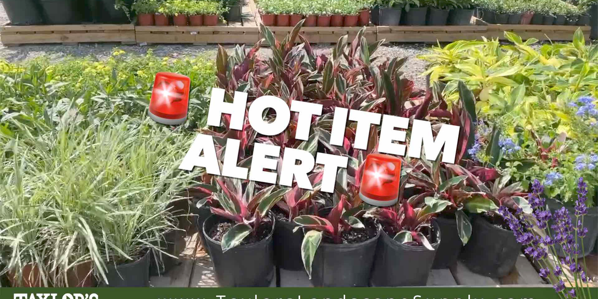 New Arrivals at Taylor's Landscape Supply: Seven Truckloads of New Products!