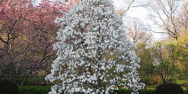 Magnolias: A Timeless Beauty for Your Yard