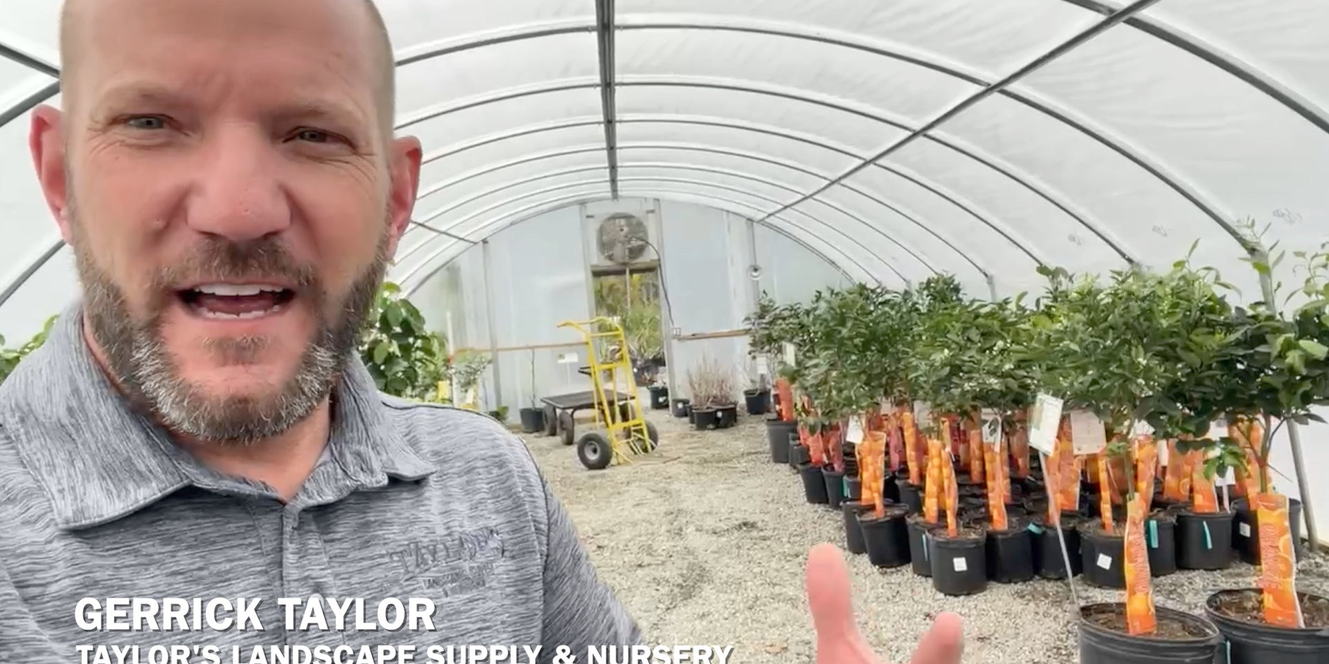 Find Your Perfect Citrus Tree at Taylor's Landscape Supply & Nursery in Bluffton or Beaufort