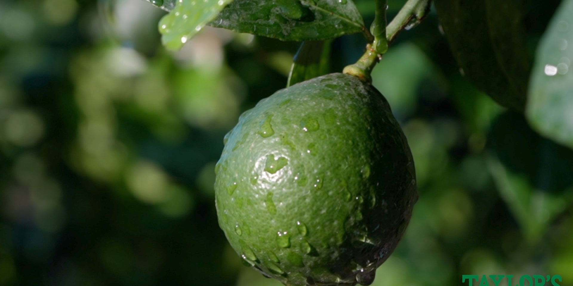 Come see our new shipment of beautiful plants!