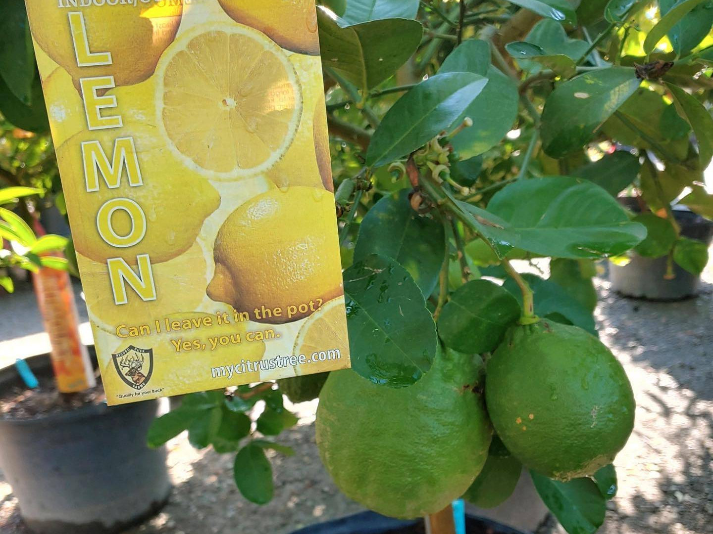 CITRUS NOW IN STOCK | Taylor's Quality Landscape Supply & Nursery | Gardening Blog