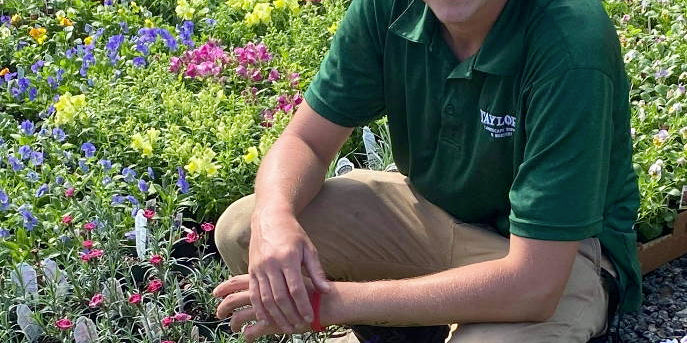 Taylor's Landscape Supply: Pansies, Viola, Snapdragons, & More Arriving Weekly