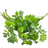 042622 t118630 202016 bonnie italianparsley alt 01 jpg