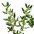 042922 t118630 202012 bonnie englishthyme alt 02