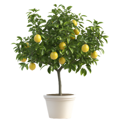 Meyerlemon1
