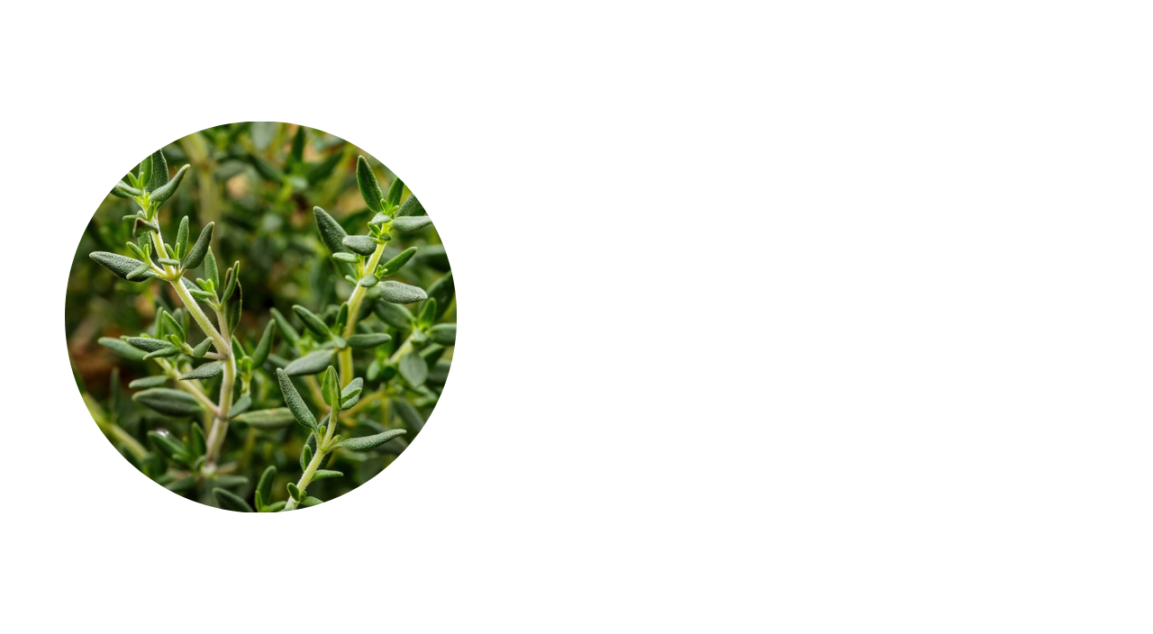 Herbsphoto layout2 1