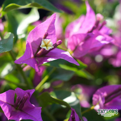 Summer's Here and Taylor's Landscape Supply Has the Scoop on All Things Green