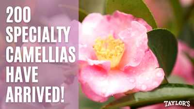 200 Specialty Camellias Have Just Arrived!