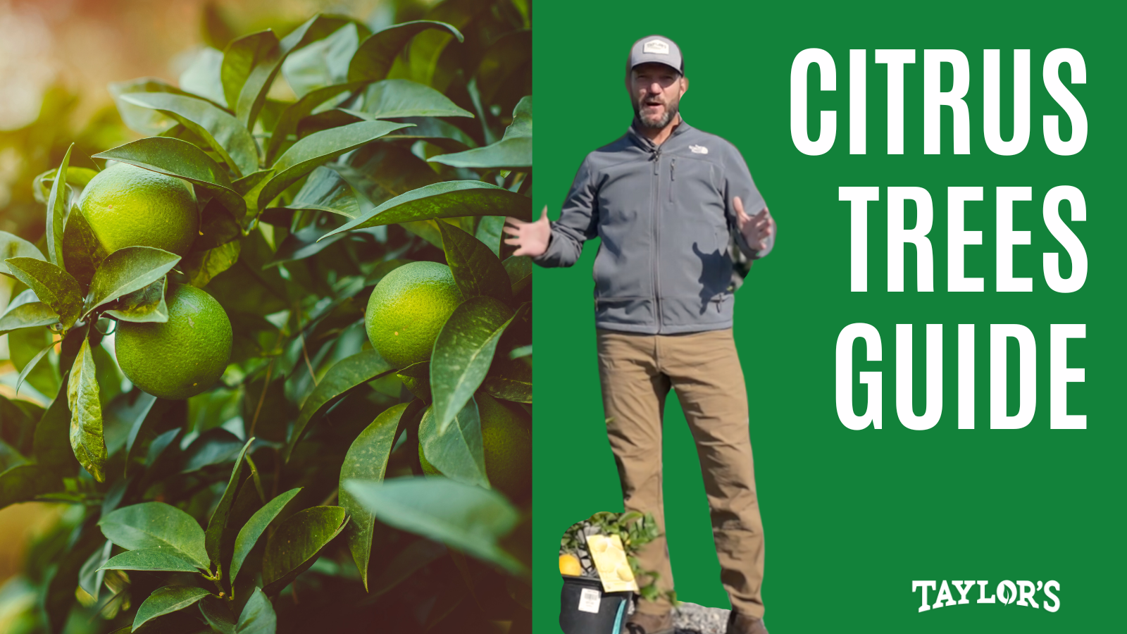 Garden Center in Bluffton and Beaufort for Citrus Trees