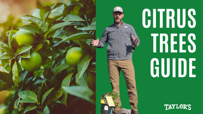 Garden Center in Bluffton and Beaufort for Citrus Trees