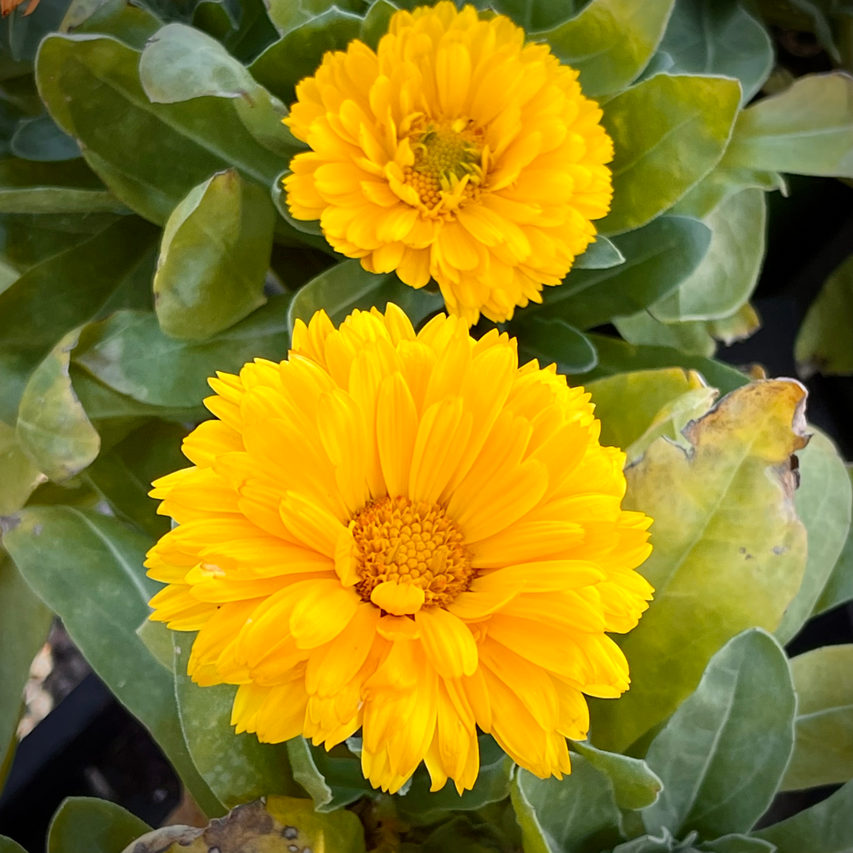 Taylor's Landscape Supply is the Place to be this Spring