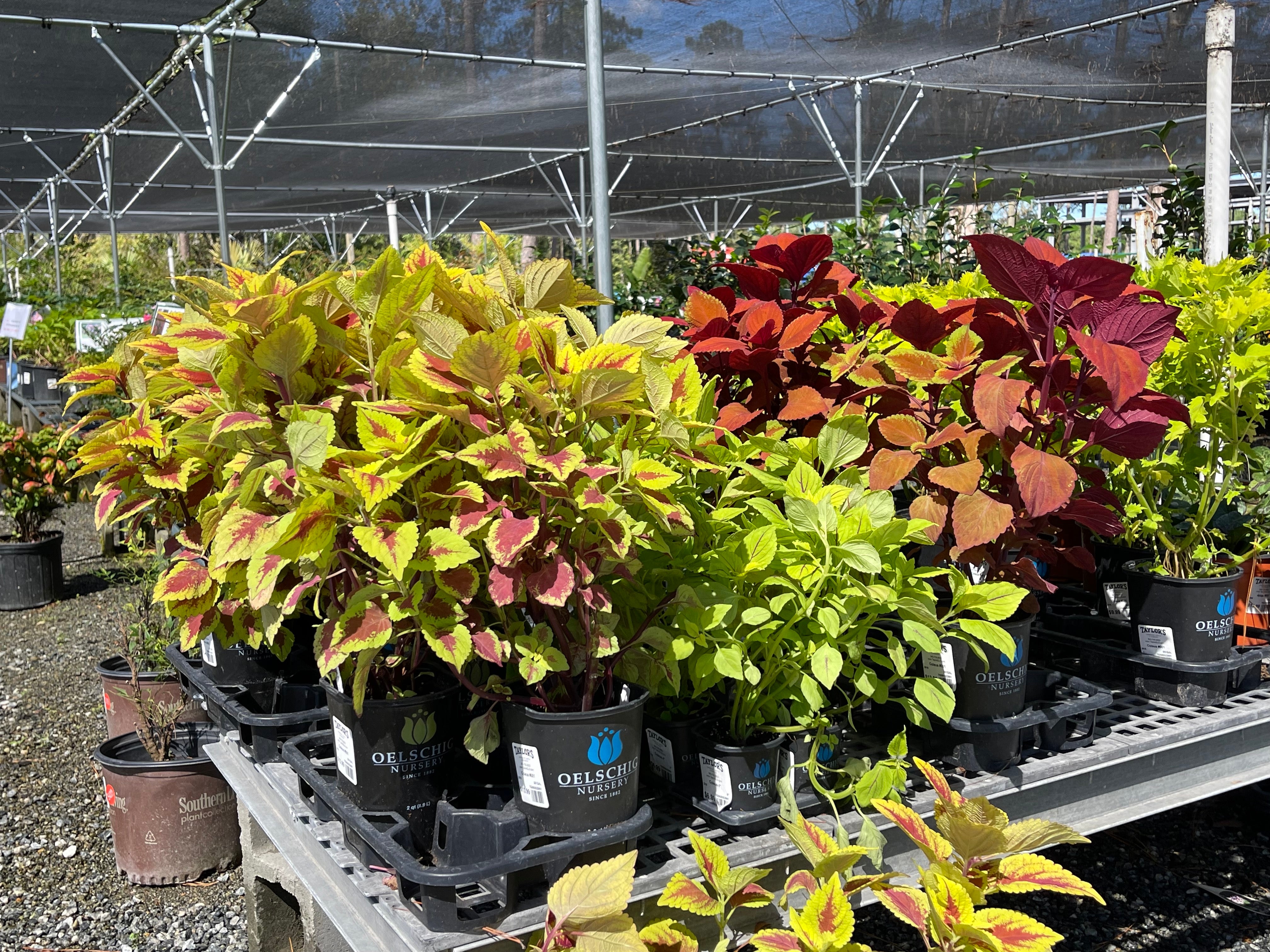 Fertilizing Your Plants and Flowers During Winter in the Lowcountry