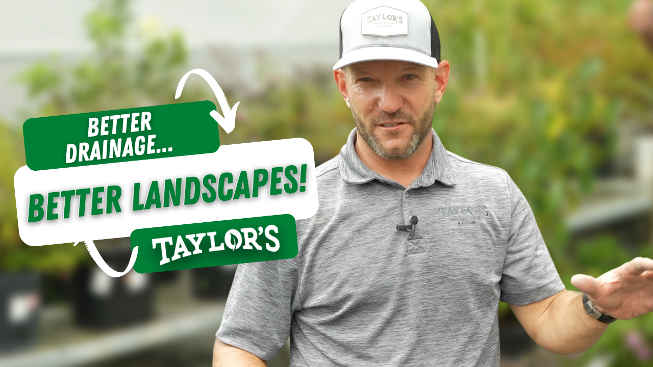 Better Drainage Means a Better Lowcountry Yard &amp; Landscape