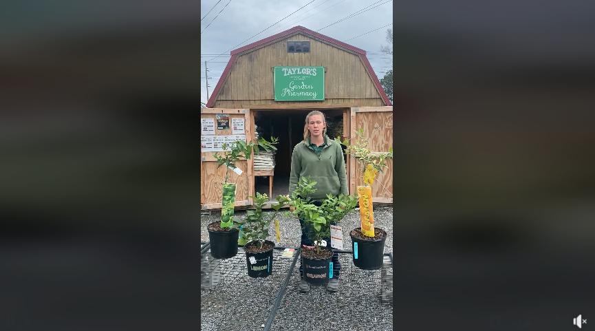 How to Place Special Orders in the Nursery at Taylor's in Bluffton (and when!)