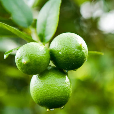 BOGO CITRUS TREES AT TAYLOR'S IN BLUFFTON AND BEAUFORT