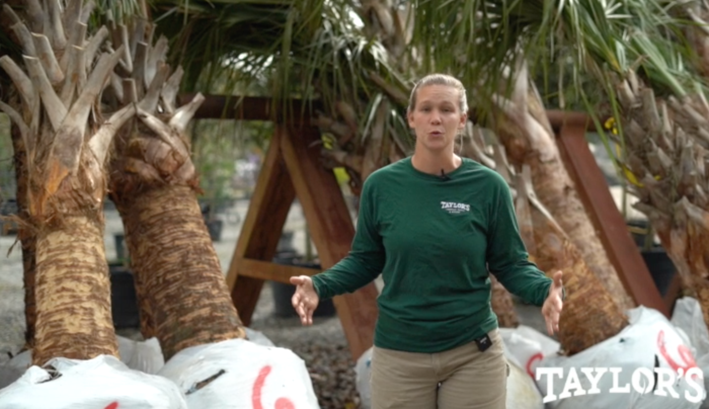 NEW! Palm Trees Have Arrived at Taylor's in Bluffton, SC!