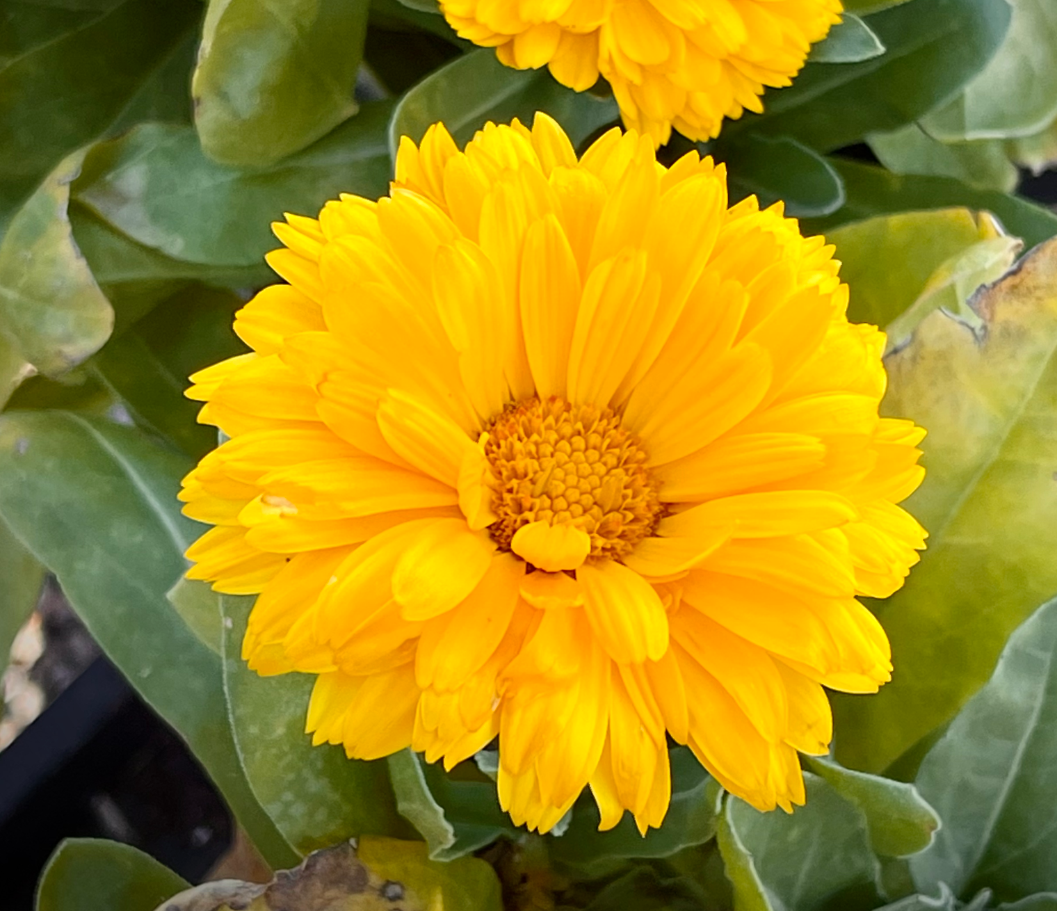 Getting Out in Nature or Spending Time in Your Garden Can Help You Relax and Reduce Stress