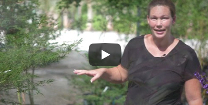 25% OFF SUMMER SALE at Taylor's Landscape Supply - Bluffton and Beaufort, SC