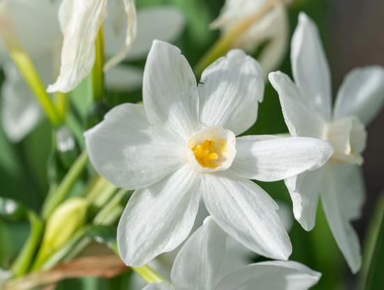Refresh Your Outdoor Space by Visiting our Nursery in Bluffton or in Beaufort