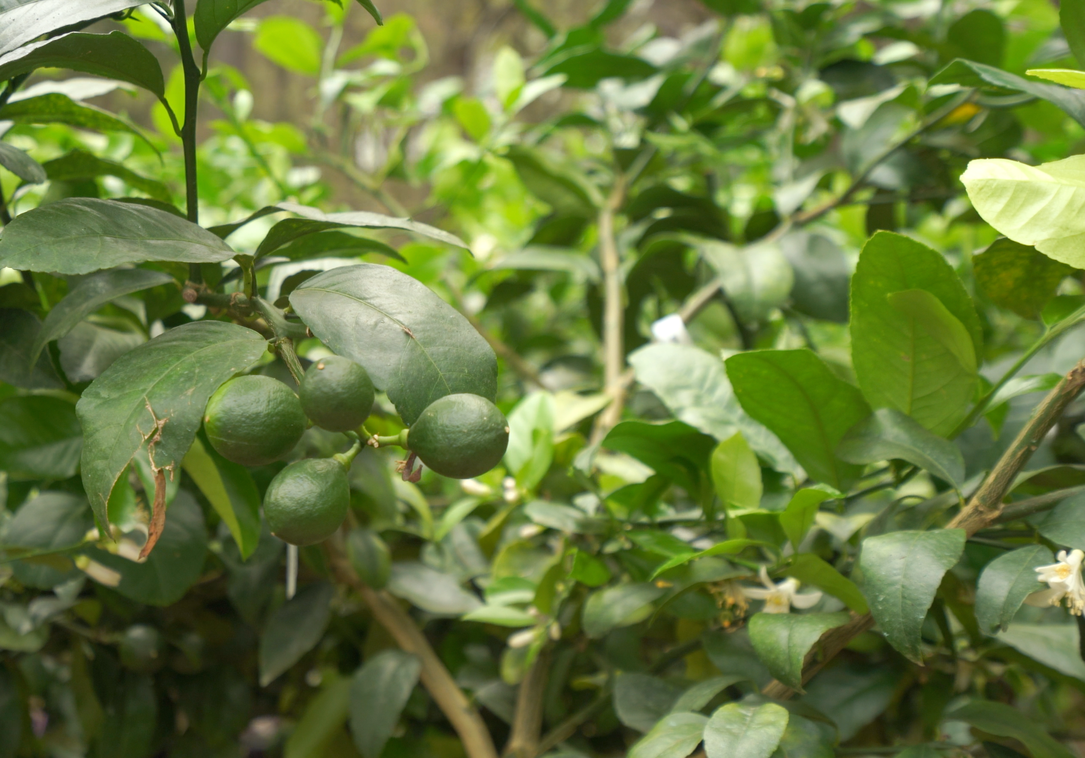 Citrus Trees For Sale in Beaufort, SC